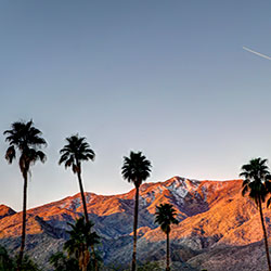 california palm trees and mountains