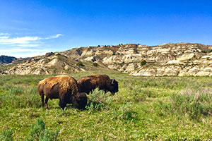 two bison in a meadow with blue sky