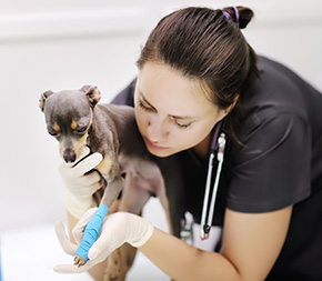 vet tech bandages chihuahuas leg at vet office