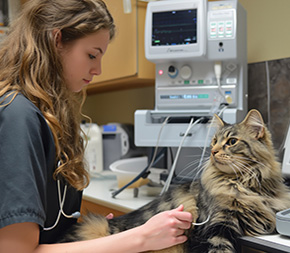 vet tech prepares cat for scan