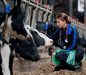 veterinary technician pays call on sick cow at dairy farm